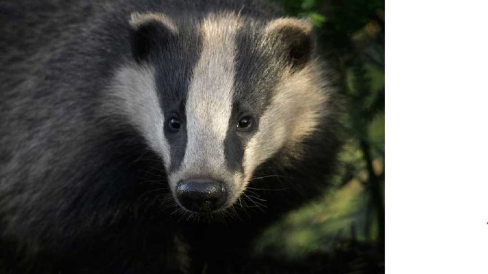 Das geheimnisvolle Leben der Dachse