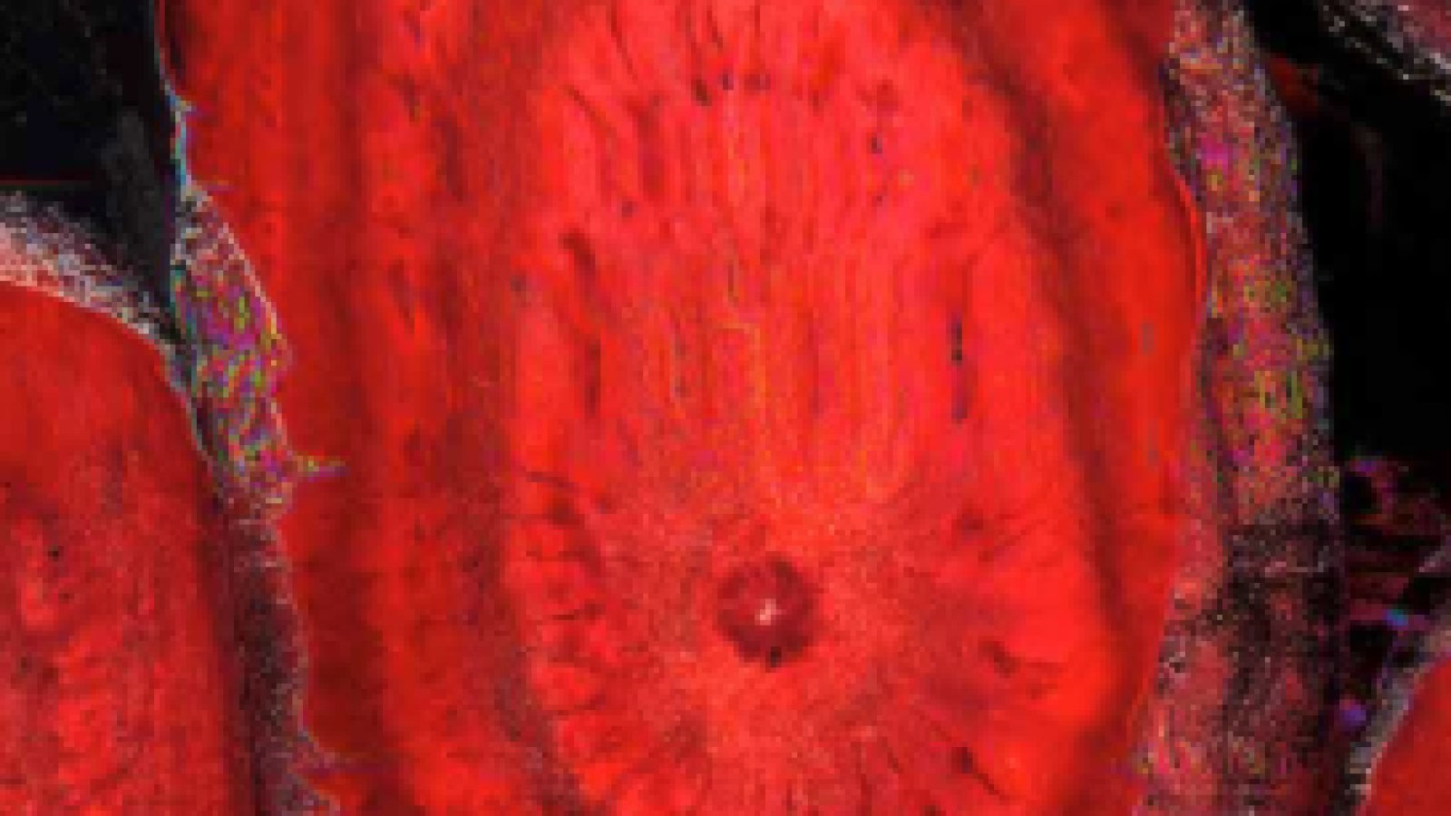 Hitparaden Party – Silverster Edition