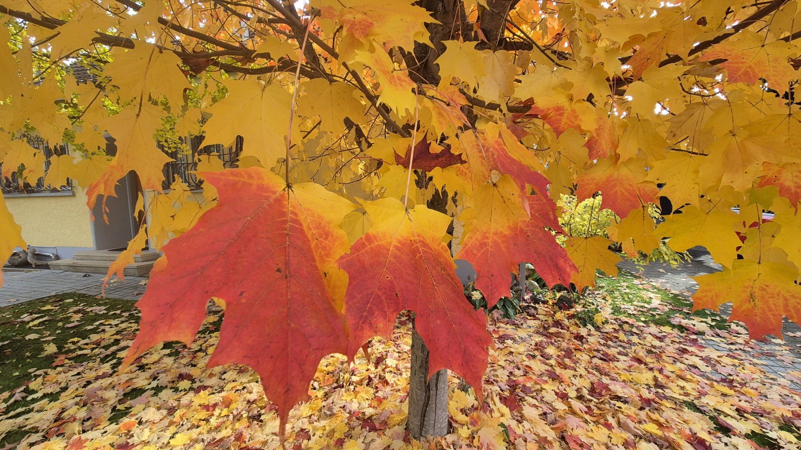 Herbstblätter am Weg (2025)