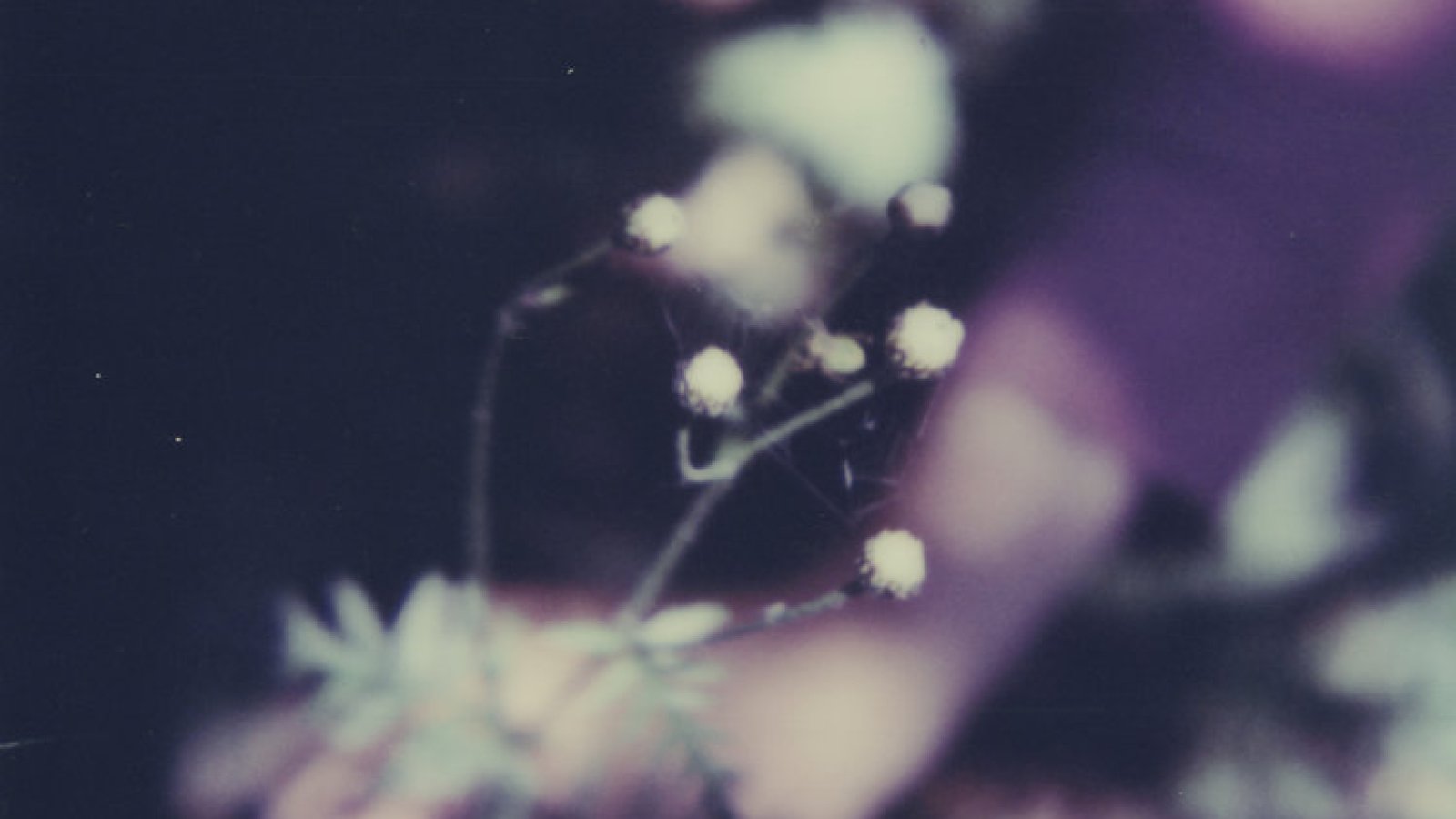 Simone Kappeler – nature vivante