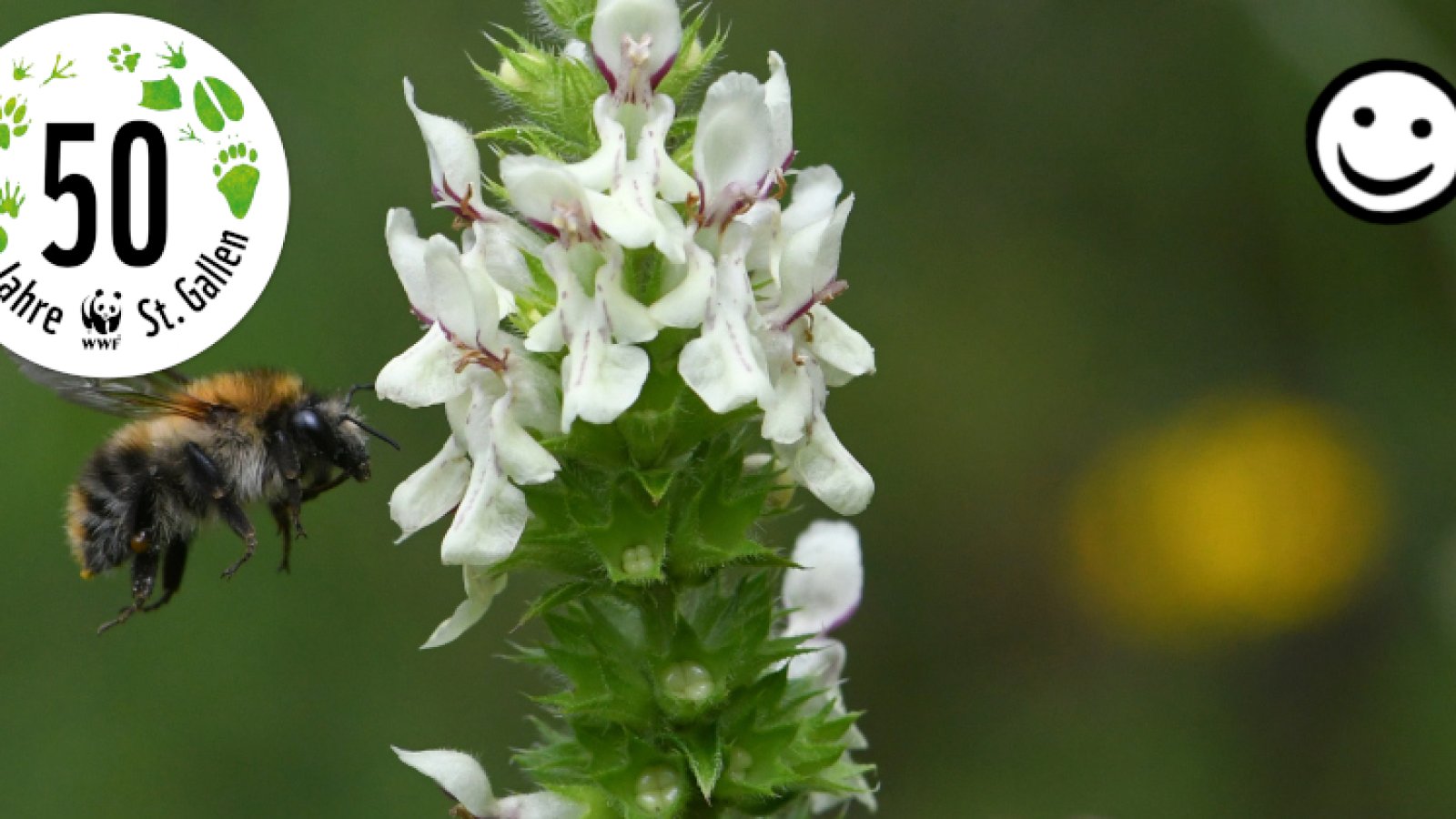 Kleine Baumeister:innen für Wildbienen