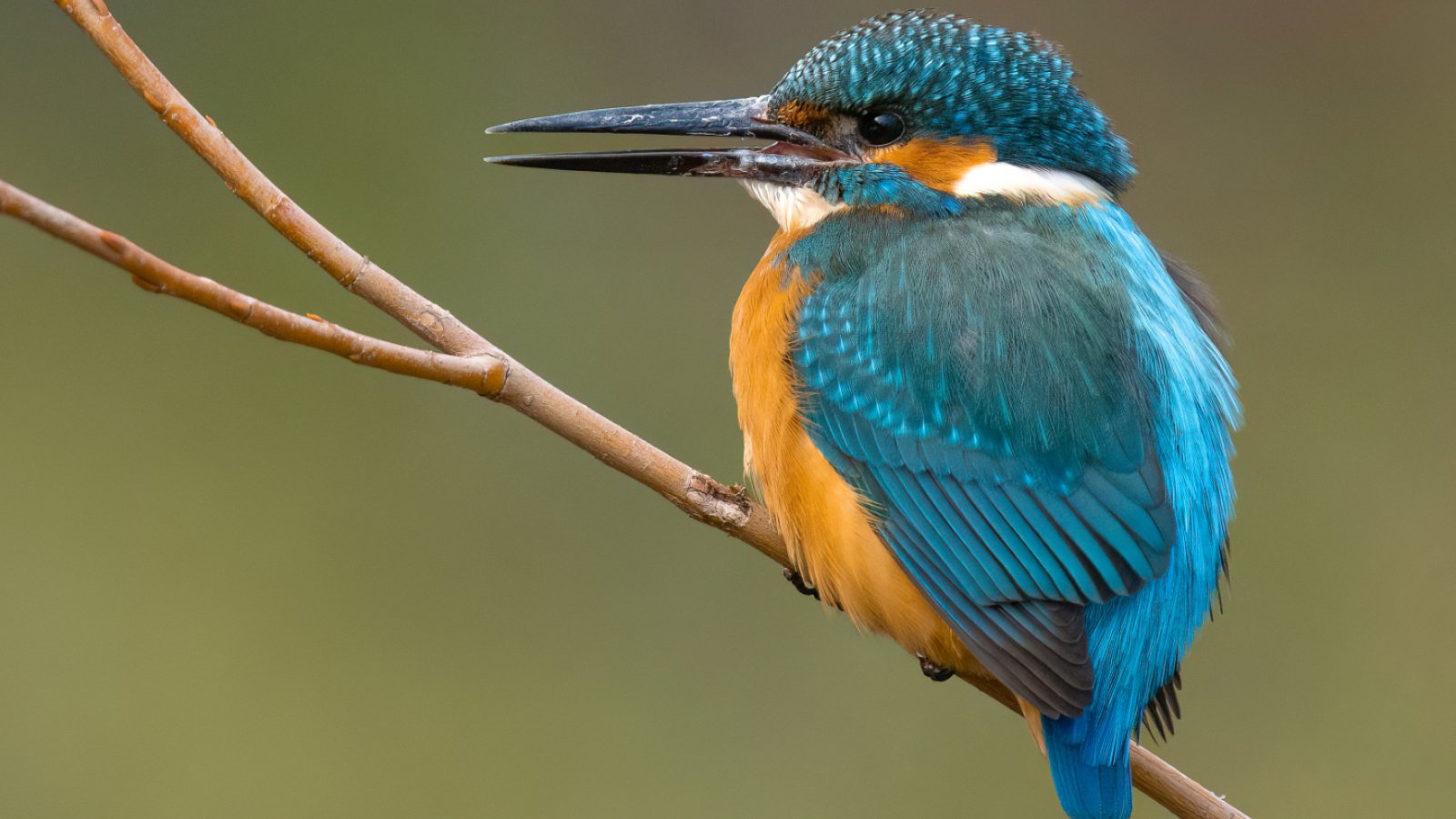 Vogel des Jahres 2026: Der Eisvogel