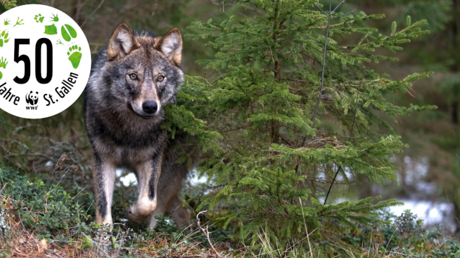Dem Wolf auf der Spur