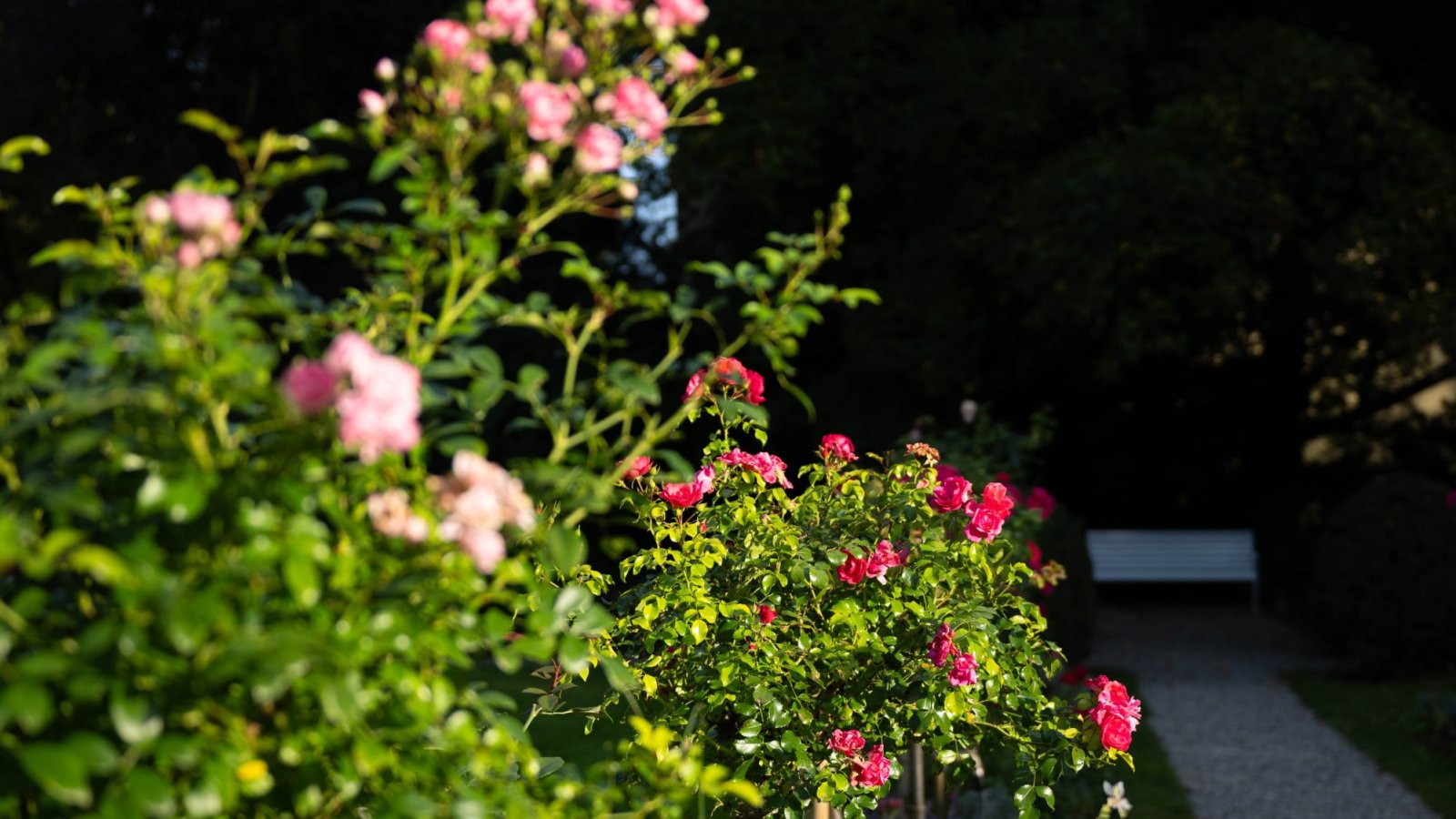 Flora-Gartenführung «Blütenzeit»