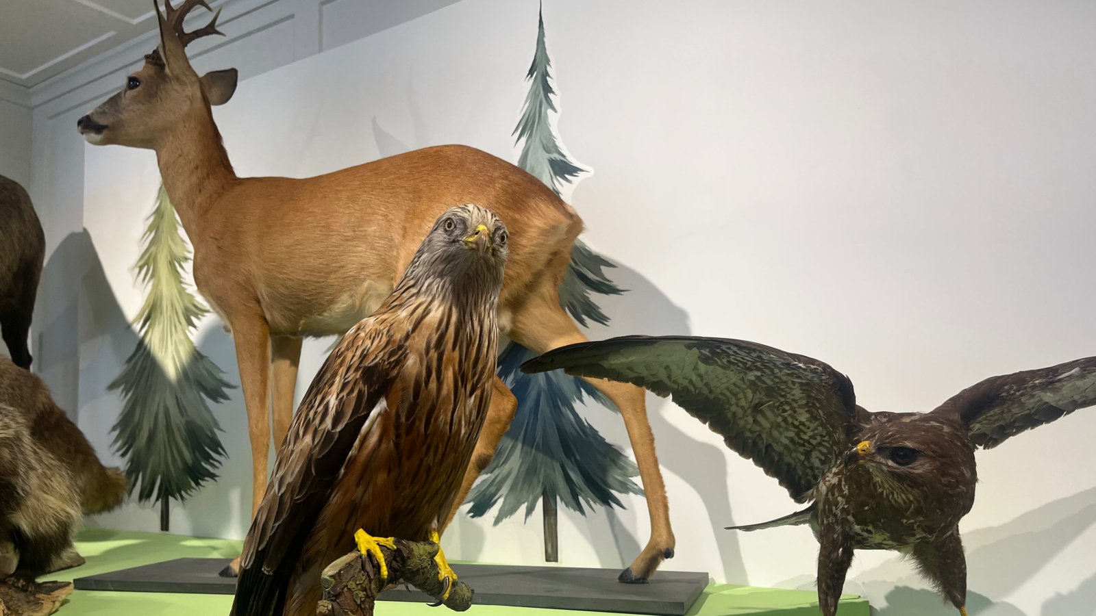 Wild.Wald.Wir - Sonderausstellung