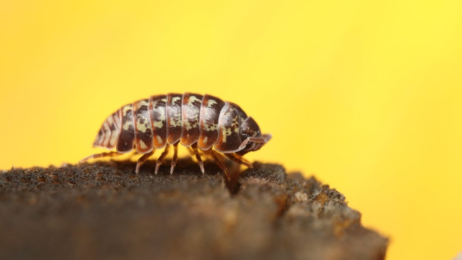 Krabbler - unheimlich faszinierend