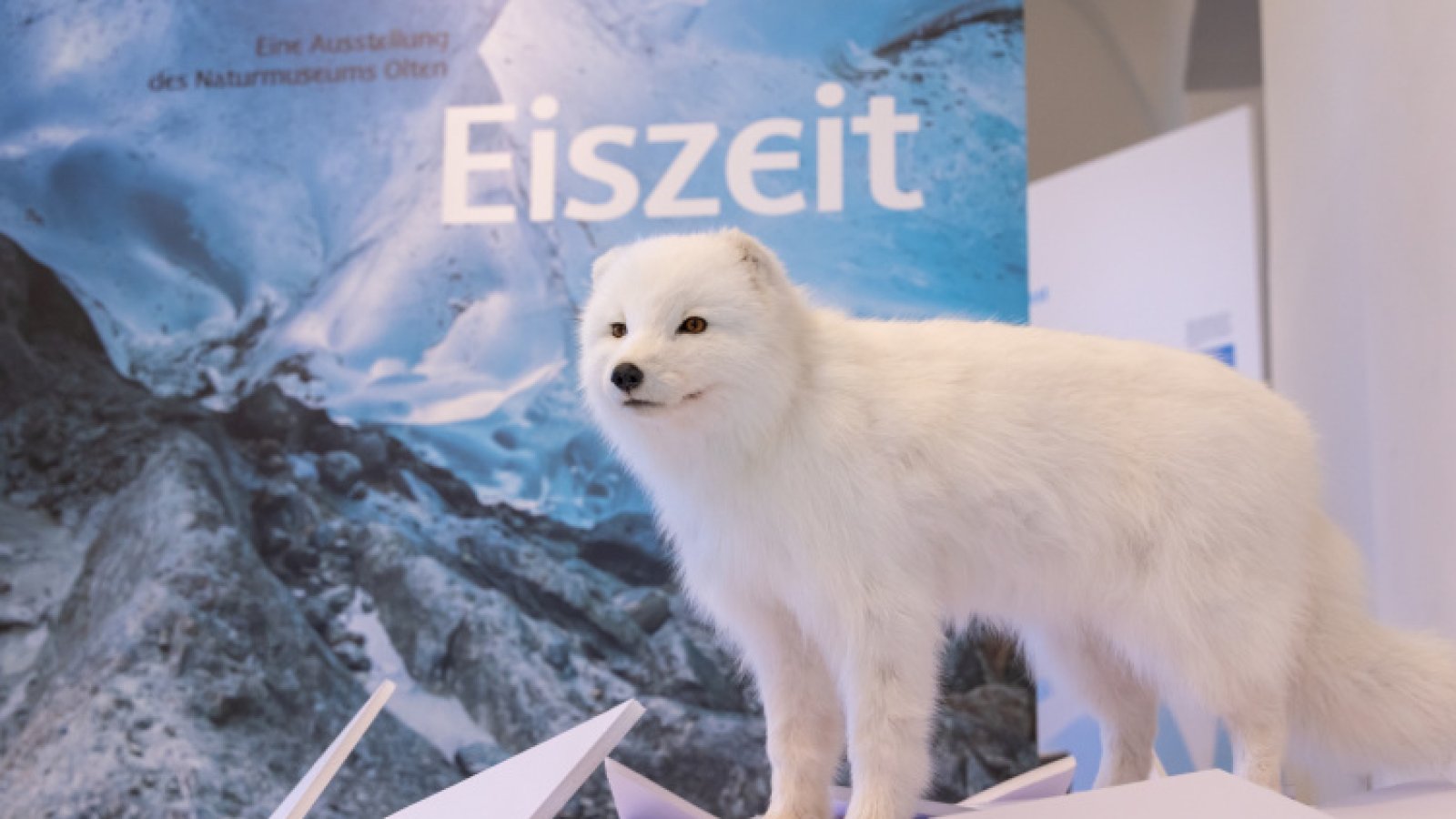 Ein Blick in die Sonderausstellung Eiszeit im Seemuseum mit einem Polarfuchs, Aufnahmen aus dem inneren eines Gletschers und eiswürfelförmigen Texttafeln.