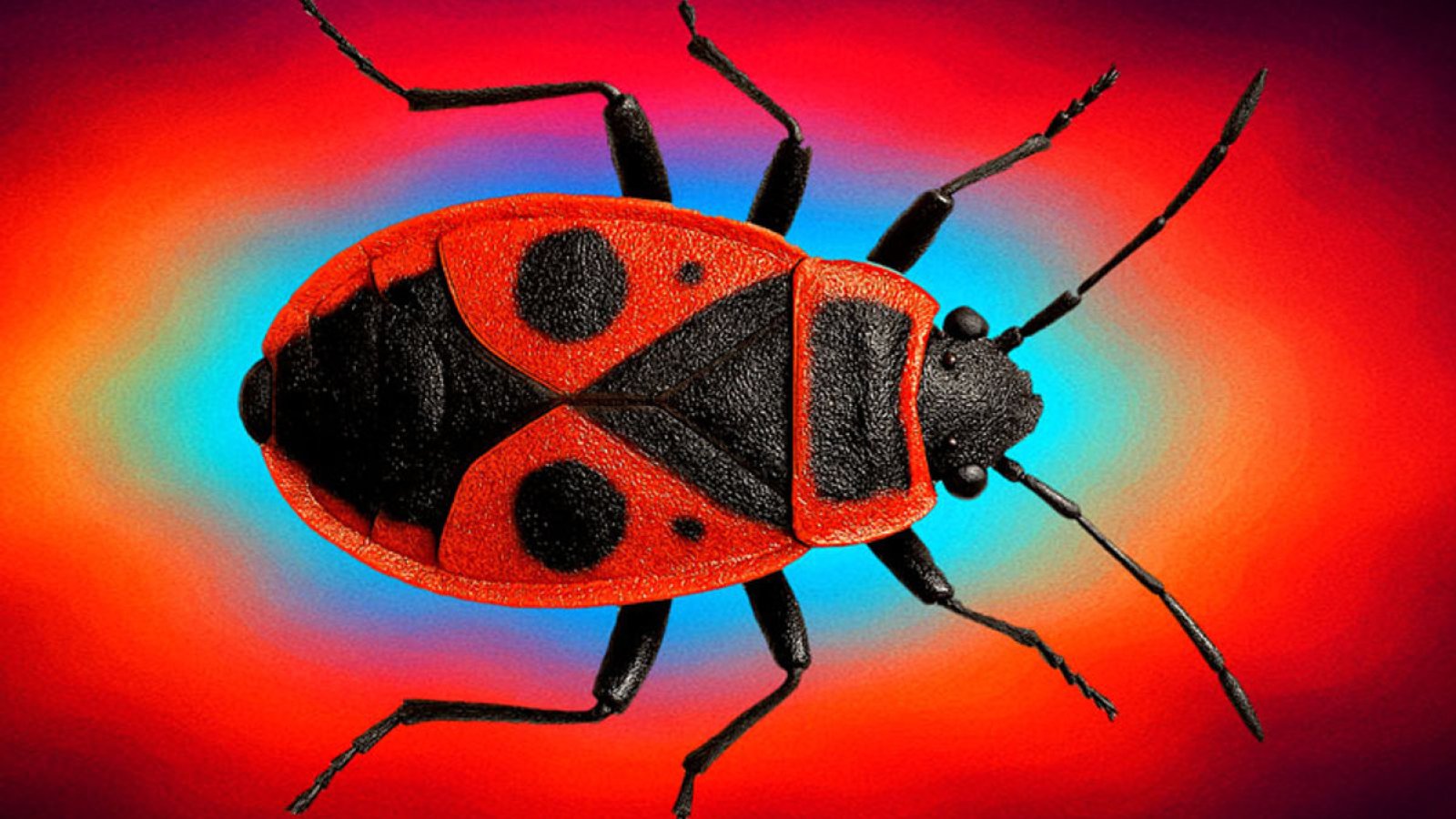 Krabbeltiere und andere Farbträger