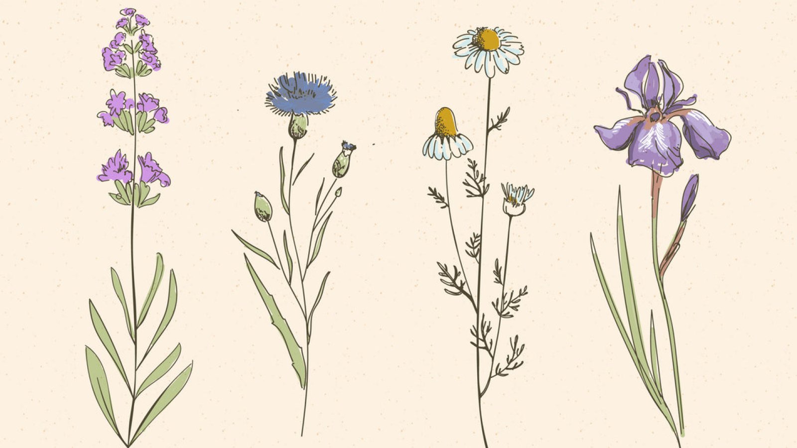 Botanisches Zeichnen – die Kunst der Naturbeobachtung