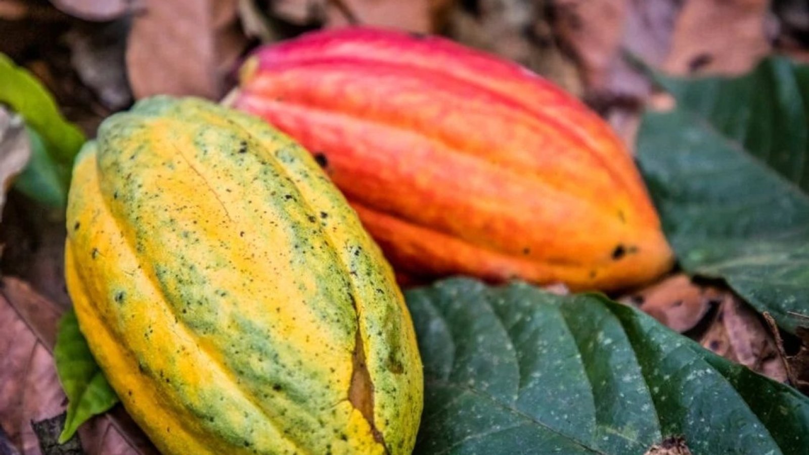 Walk&Talk Schokolade