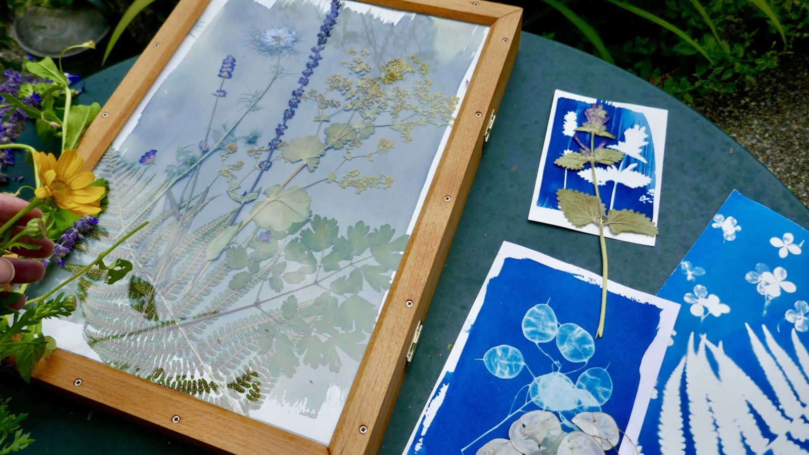 Cyanotypie-Workshop im Floragarten