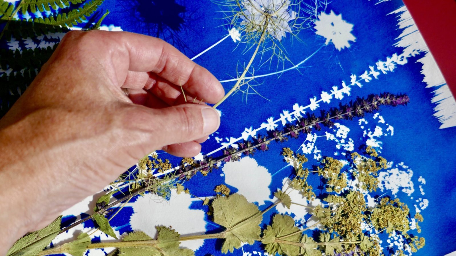 Cyanotypie-Workshop im Floragarten