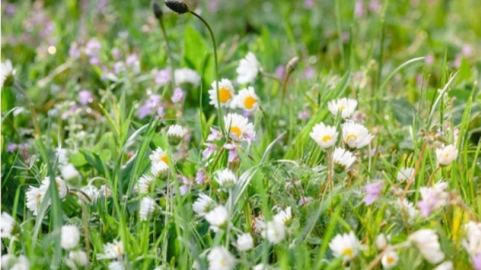 Wie pflege ich einen Naturgarten?
