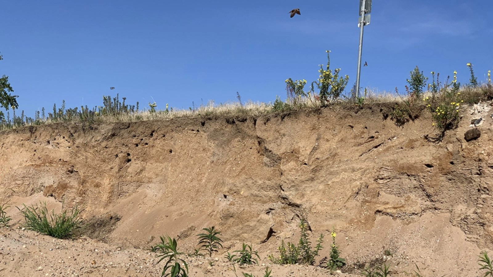 Von der Naturgartenbewegung zum lebendigen Milieu