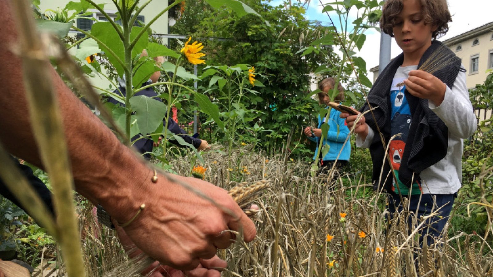 Kinder beim Erkunden und schneiden von Getreide