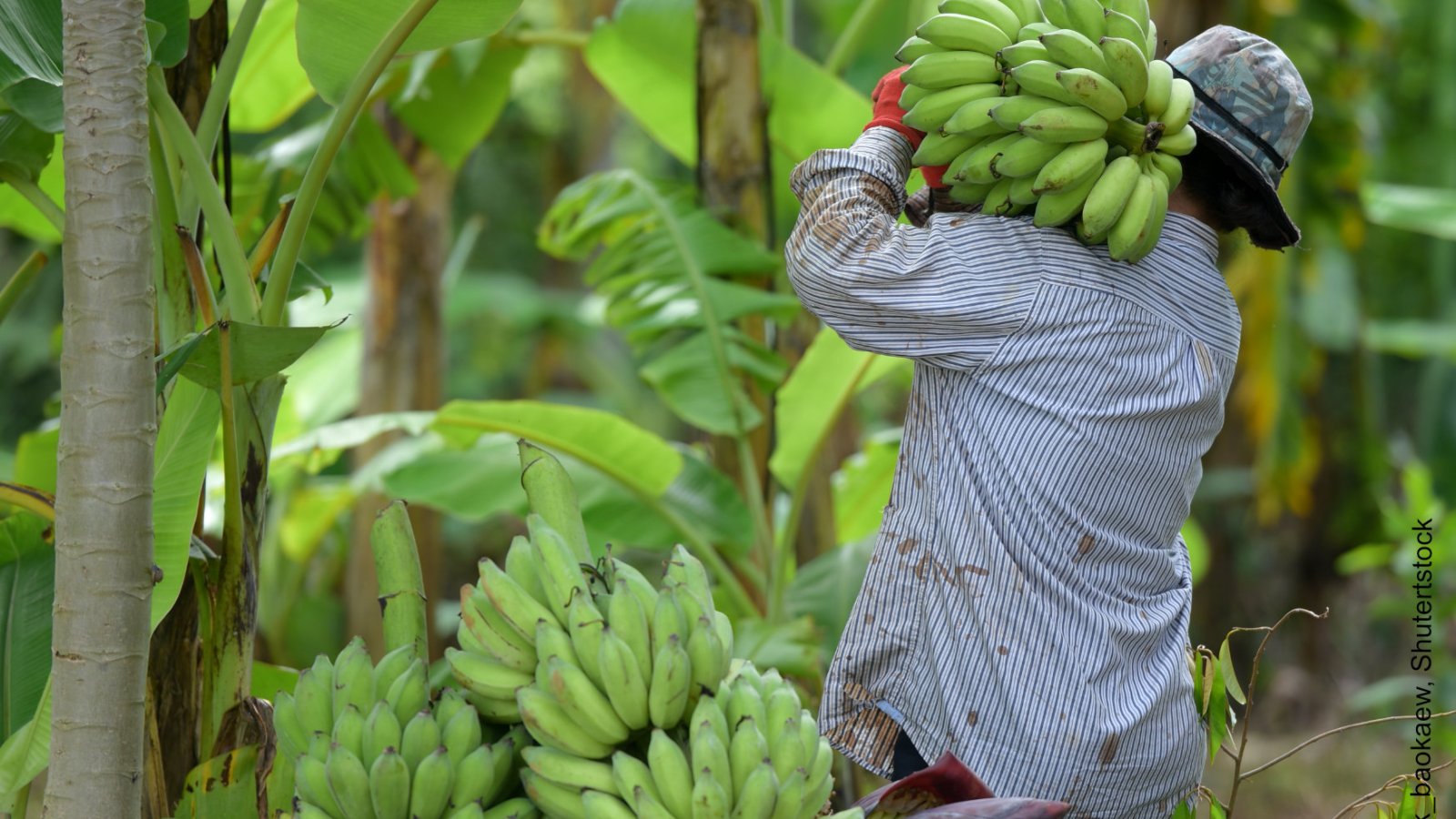 Banana Land - Blood, Bullets and Poison