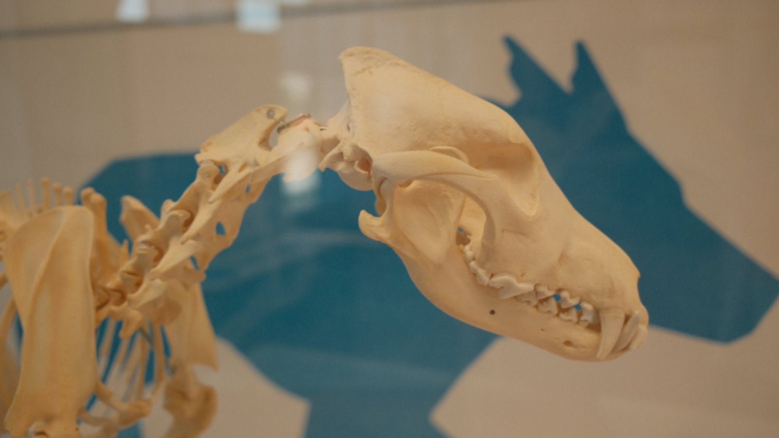 Öffentliche Führung: Mythos Wolf – Naturikone oder Erzfeind?