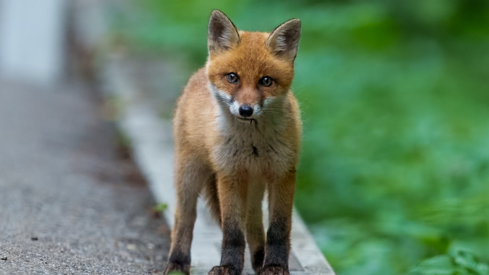 Wildtiere in der Stadt: auf den Spuren unserer wilden Nachbarn