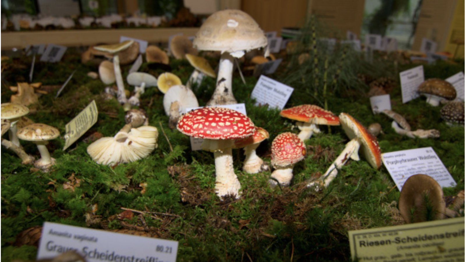 Pilzausstellung