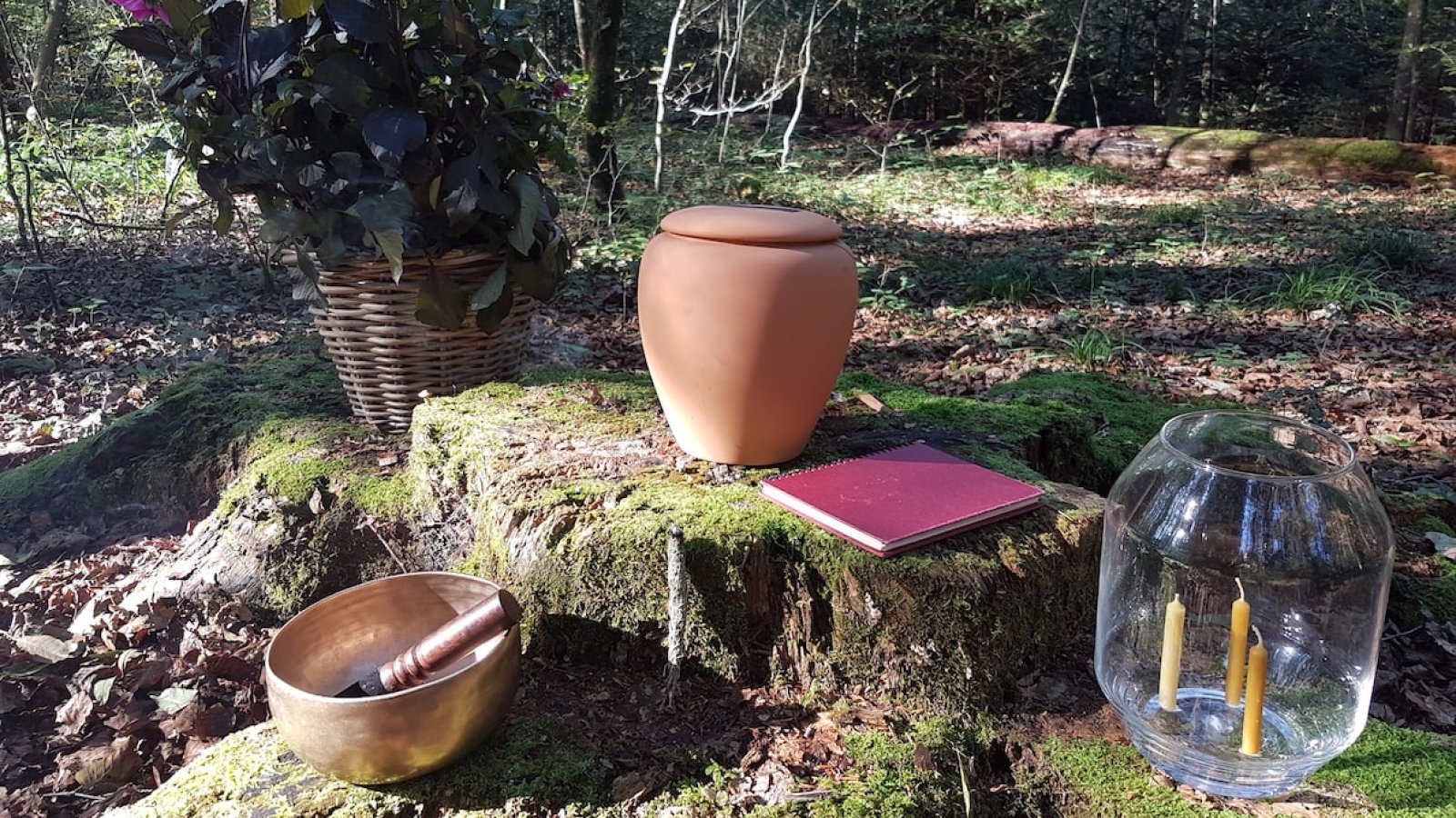 Beisetzung im Wald