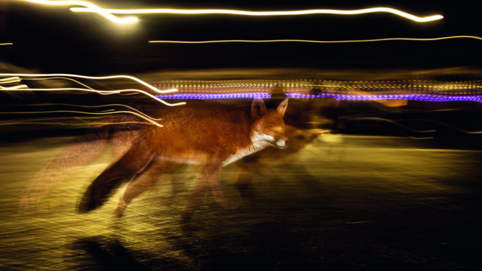 Der Fuchs – Meister der Anpassung