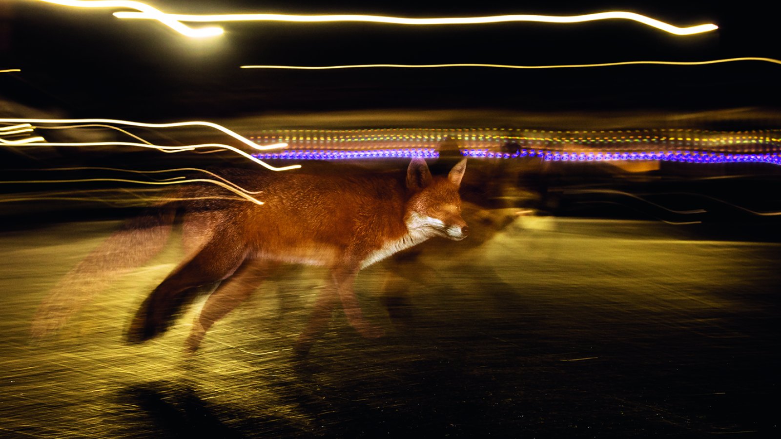 Der Fuchs – Meister der Anpassung