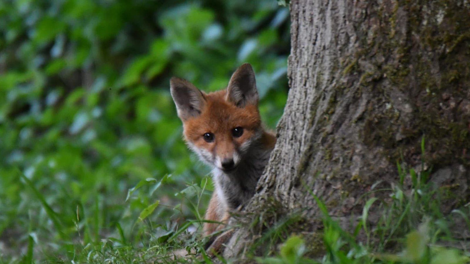 Abend-Vortrag «Begegnungen mit dem Fuchs»
