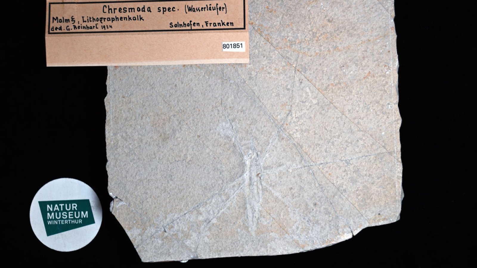 Fossile Krabbler: Eine Erfolgsgeschichte der Evolution